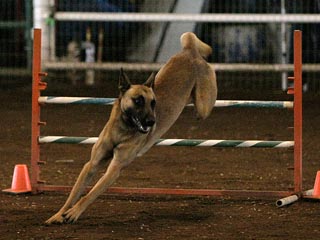jump 4
