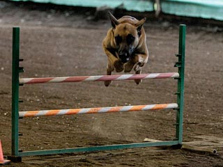 jumpp