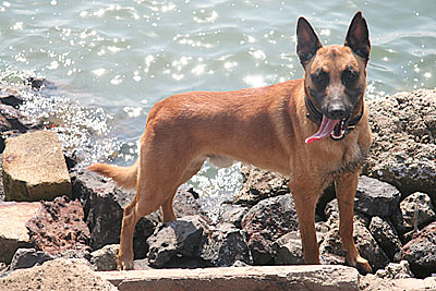 water lookout 2