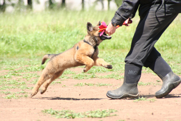 leap tug