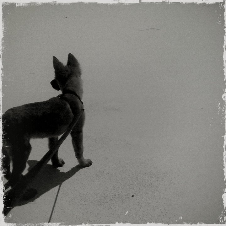 white sands