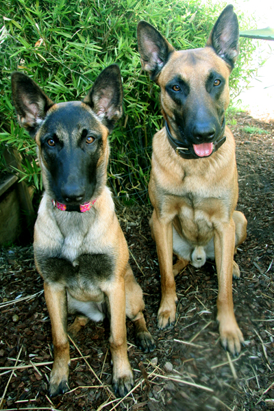 bodhi and jolie